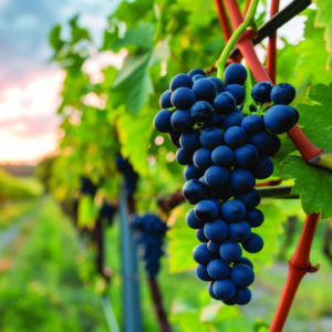 dégustation de vin, caves de la béroche, vins de neuchâtel, vignes, vin suisse, vin rouge, vin blanc, crus, dégustation de vin, vins primés, vins bio, domaine des coccinelles, neuchâtel, oeil de perdrix, vin non-filtré, pinot noir, pinot noir neuchâtel, vins bios, vin nature